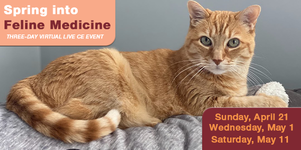 Spring into Feline Medicine 2024