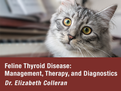 Feline Hypertension Webinar