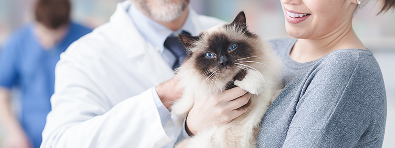 Veterinarian with patient