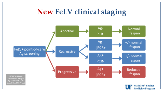 FeLV Clinical Staging